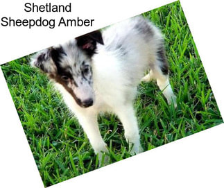 Shetland Sheepdog Amber