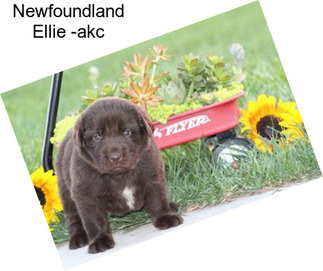 Newfoundland Ellie -akc
