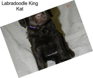 Labradoodle King Kat