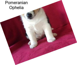 Pomeranian Ophelia