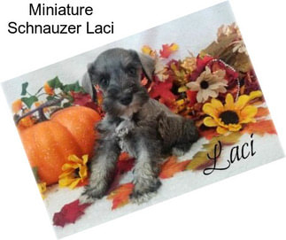 Miniature Schnauzer Laci