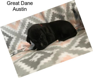 Great Dane Austin