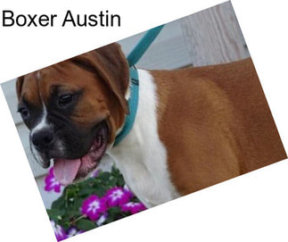 Boxer Austin