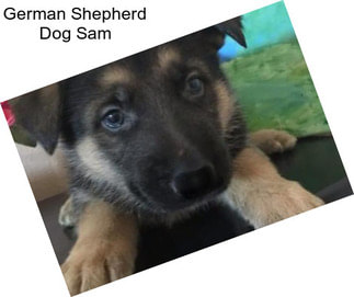 German Shepherd Dog Sam
