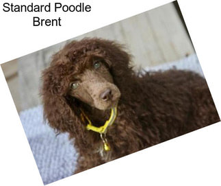 Standard Poodle Brent