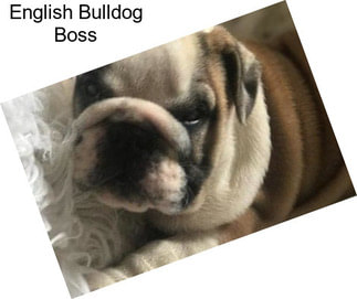 English Bulldog Boss