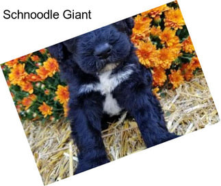 Schnoodle Giant