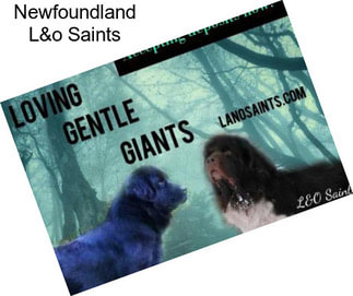 Newfoundland L&o Saints