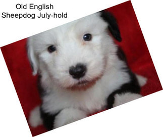 Old English Sheepdog July-hold