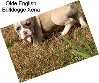 Olde English Bulldogge Xena