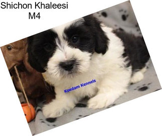 Shichon Khaleesi M4