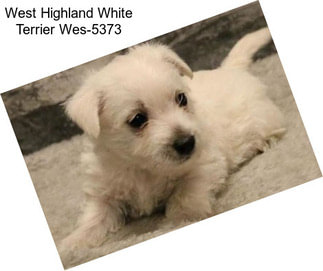 West Highland White Terrier Wes-5373