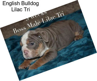 English Bulldog Lilac Tri