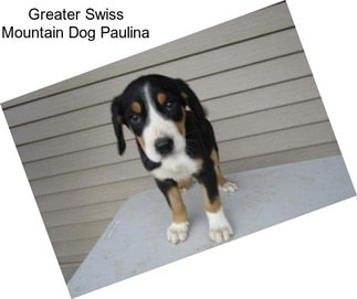 Greater Swiss Mountain Dog Paulina