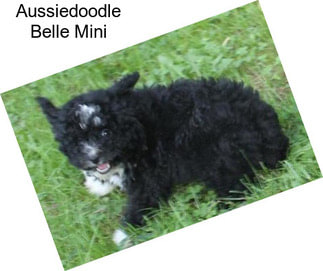 Aussiedoodle Belle Mini
