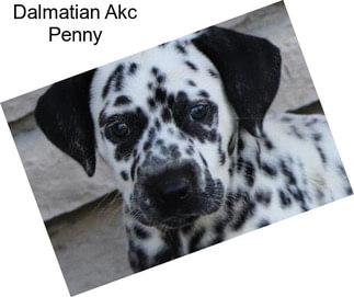 Dalmatian Akc Penny