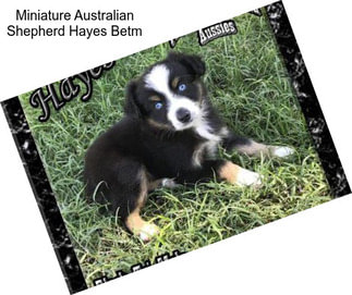 Miniature Australian Shepherd Hayes Betm