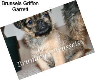 Brussels Griffon Garrett
