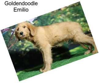 Goldendoodle Emilio