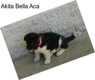 Akita Bella Aca