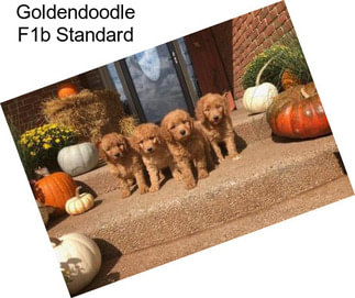 Goldendoodle F1b Standard