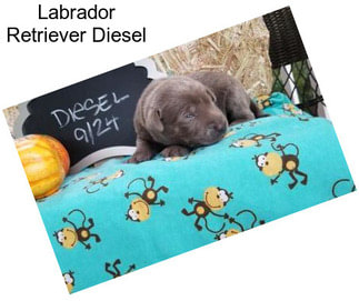 Labrador Retriever Diesel
