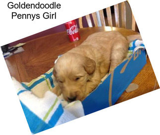 Goldendoodle Pennys Girl
