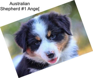 Australian Shepherd #1 Ange[