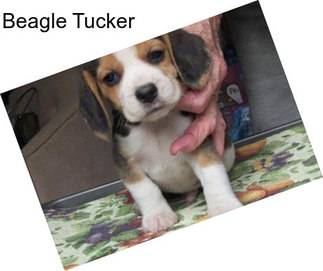 Beagle Tucker