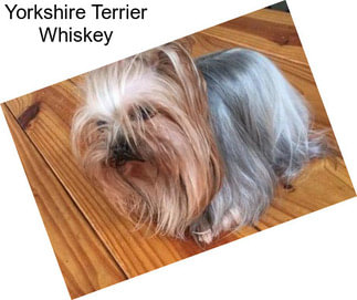 Yorkshire Terrier Whiskey