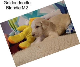 Goldendoodle Blondie M2