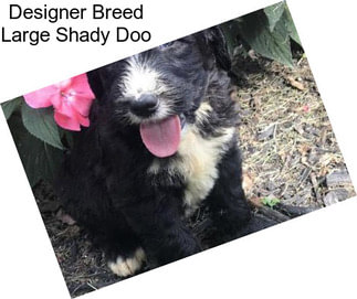 Designer Breed Large Shady Doo