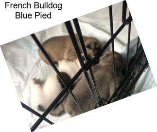 French Bulldog Blue Pied