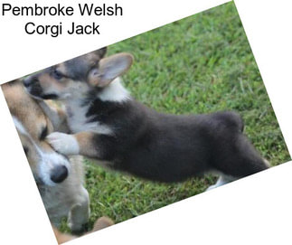 Pembroke Welsh Corgi Jack