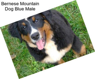 Bernese Mountain Dog Blue Male