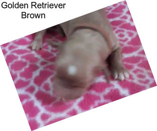 Golden Retriever Brown