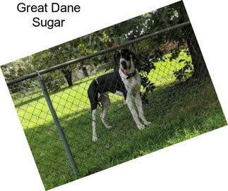 Great Dane Sugar