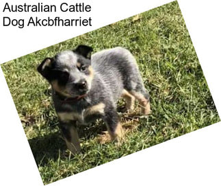 Australian Cattle Dog Akcbfharriet