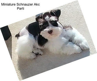 Miniature Schnauzer Akc Parti