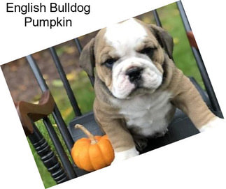 English Bulldog Pumpkin