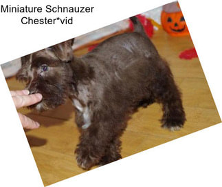 Miniature Schnauzer Chester*vid