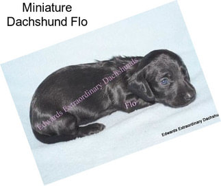 Miniature Dachshund Flo