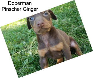 Doberman Pinscher Ginger