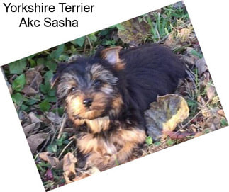 Yorkshire Terrier Akc Sasha