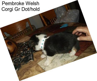 Pembroke Welsh Corgi Gr Dot/hold