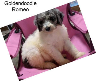 Goldendoodle Romeo