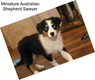 Miniature Australian Shepherd Sawyer