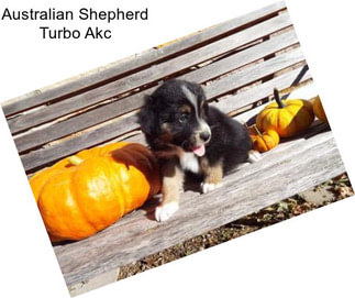 Australian Shepherd Turbo Akc