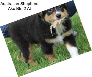 Australian Shepherd Akc Btm2 At