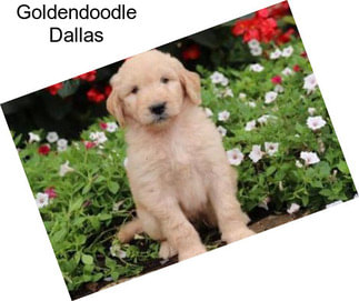 Goldendoodle Dallas